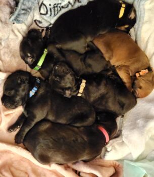 Canis Panther Puppies for Sale in Momence, Illinois