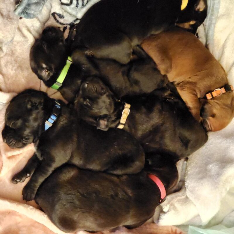 Canis Panther Puppies for Sale in Momence, Illinois