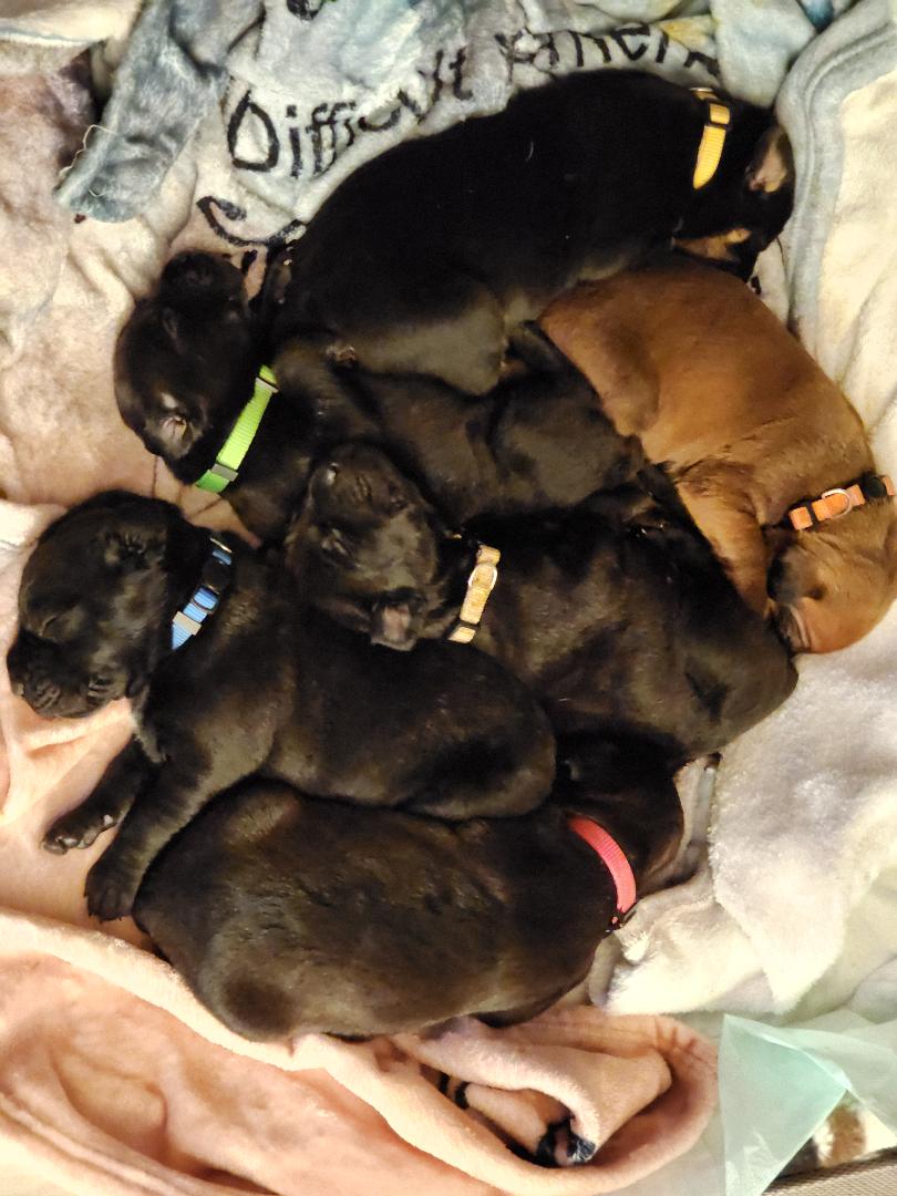 Canis Panther Puppies for Sale in Momence, Illinois