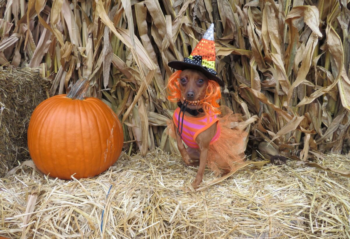 Miniature Pinscher Training Tips: How to Raise a Confident & Obedient Min Pin