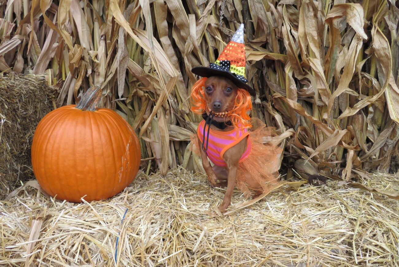 Miniature Pinscher Training Tips: How to Raise a Confident & Obedient Min Pin