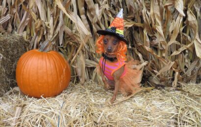 Miniature Pinscher Training Tips: How to Raise a Confident & Obedient Min Pin