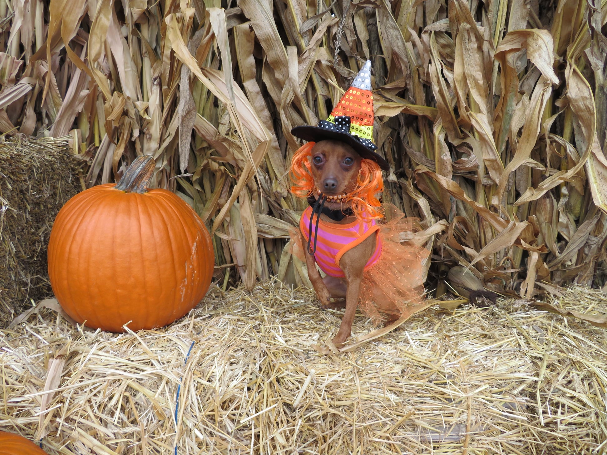 Miniature Pinscher Training Tips: How to Raise a Confident & Obedient Min Pin