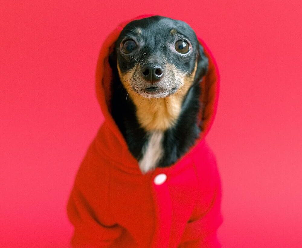 Top 5 Things to Know Before Buying a Puppy from a Breeder in Illinois