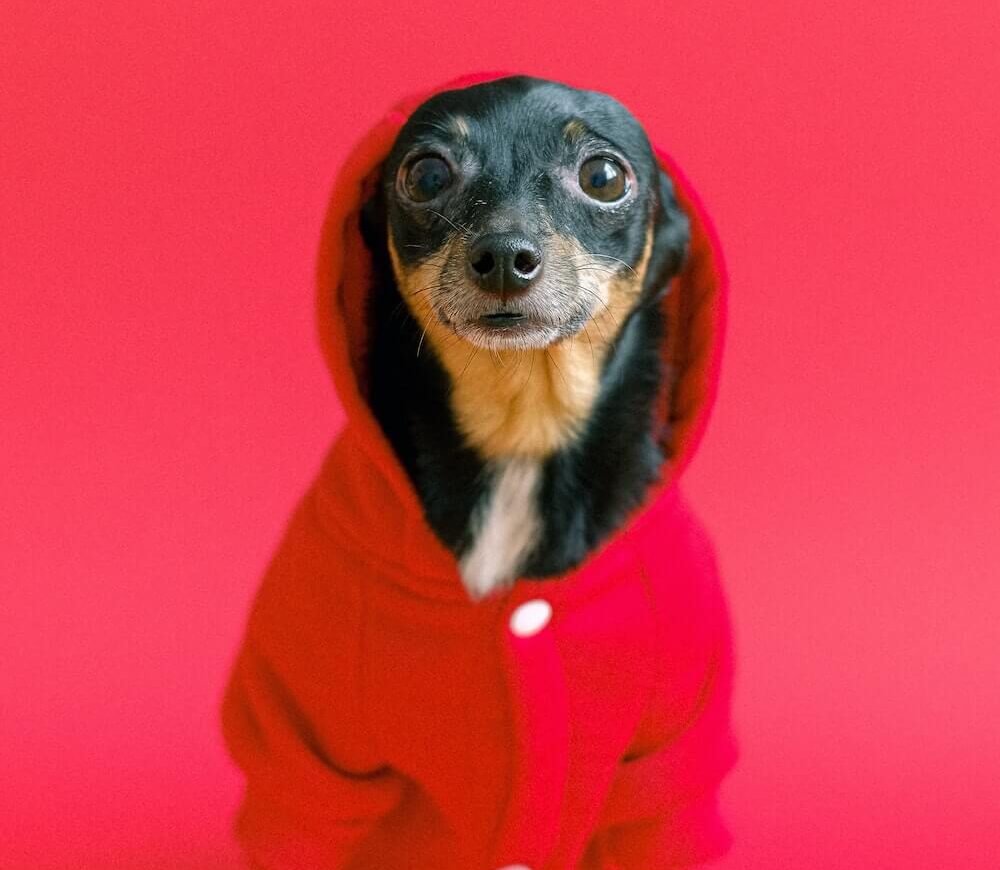 Top 5 Things to Know Before Buying a Puppy from a Breeder in Illinois