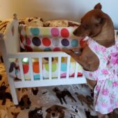 MINIATURE PINCHER FOR SALE MOMENCE IL