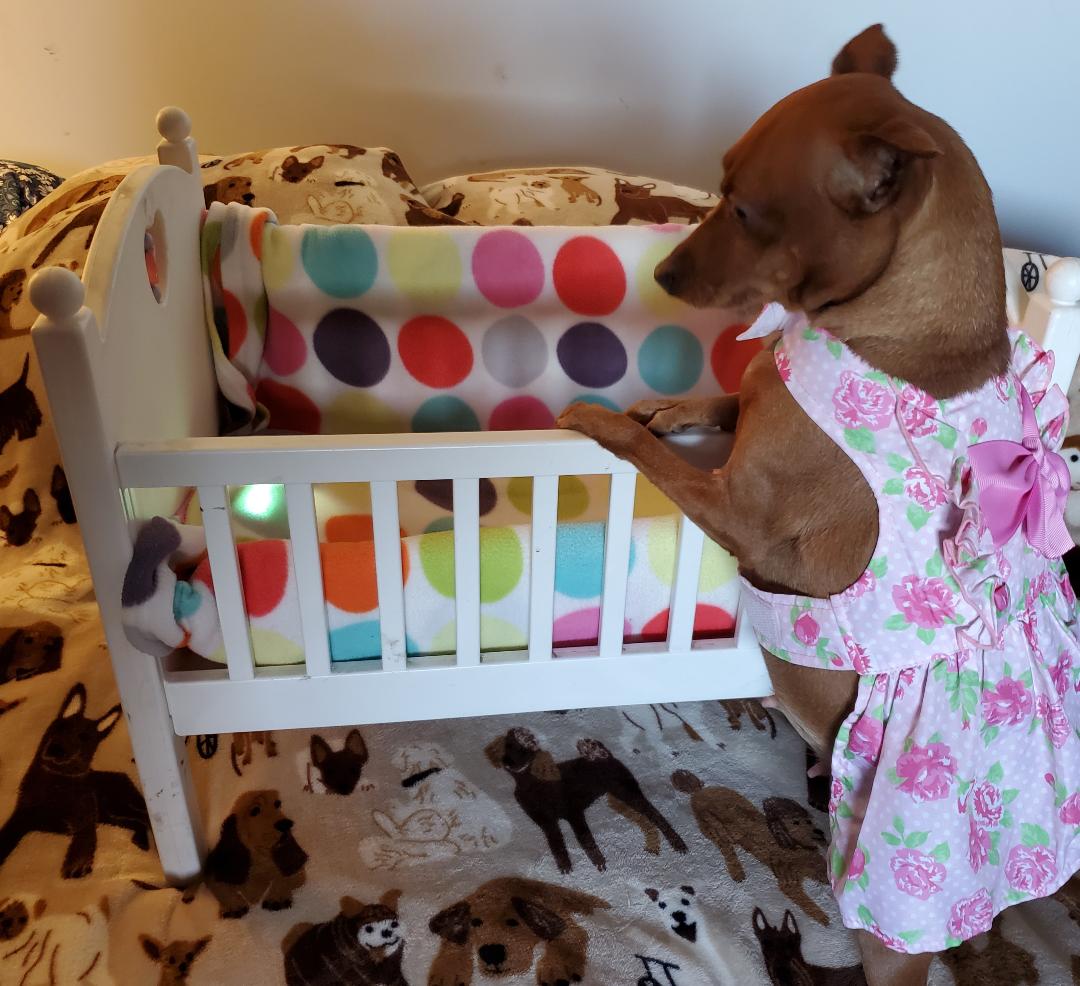 MINIATURE PINCHER FOR SALE MOMENCE IL