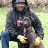 Canis Panther puppies for sale with a protective family dog demeanor