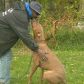 Dog Training Programs Momence IL
