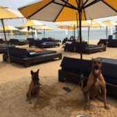 rock of ages kennel pic 3