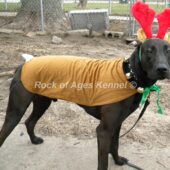 rock of ages kennel pic 5