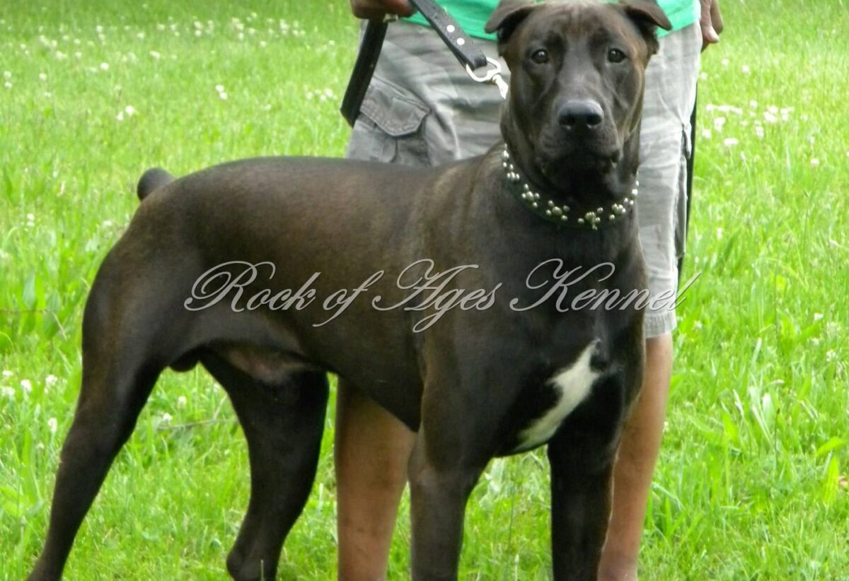 Canis Panther puppies for sale with a protective family dog demeanor