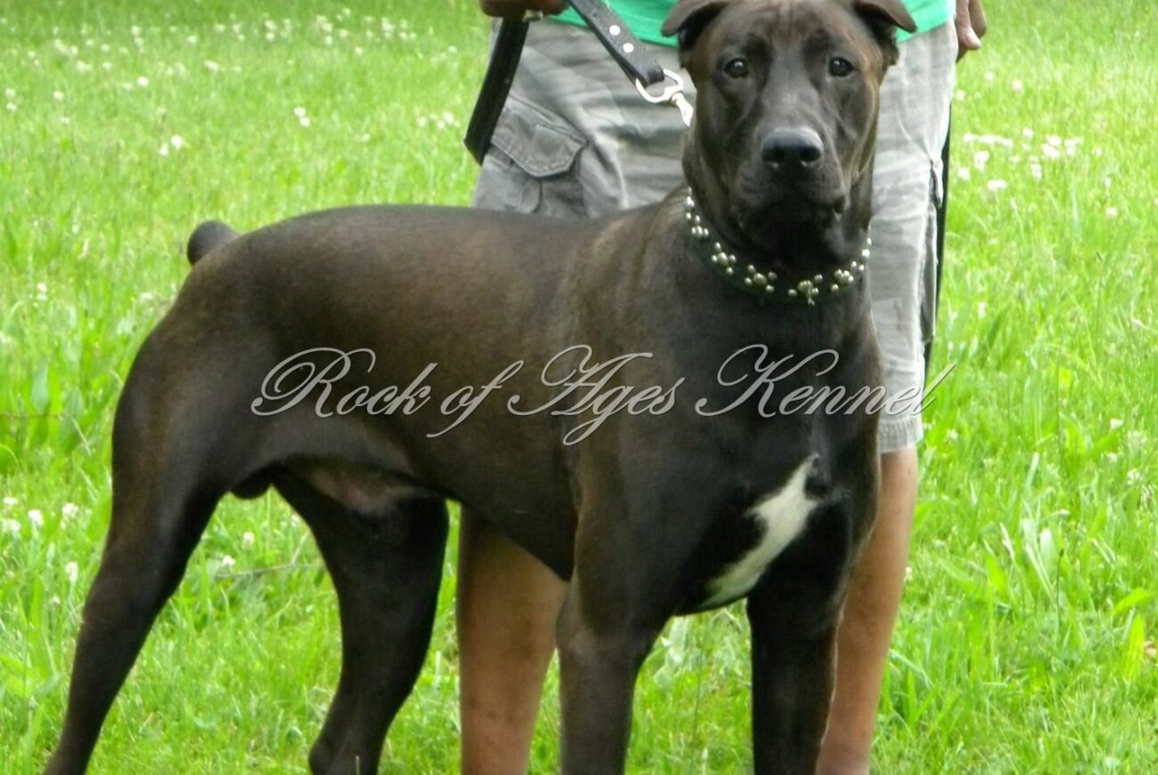Canis Panther puppies for sale with a protective family dog demeanor