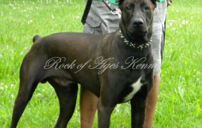 Canis Panther puppies for sale with a protective family dog demeanor