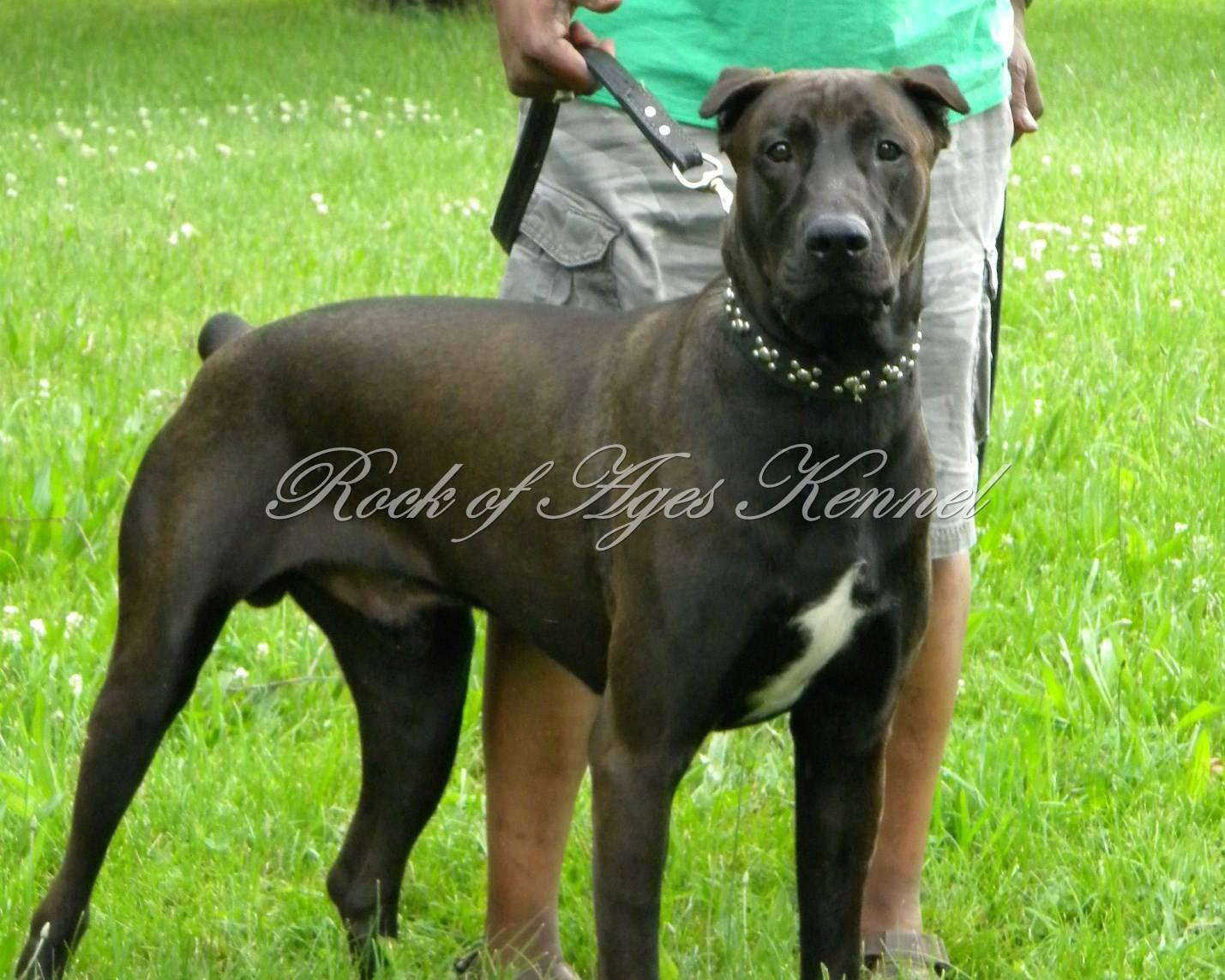 Canis Panther puppies for sale with a protective family dog demeanor