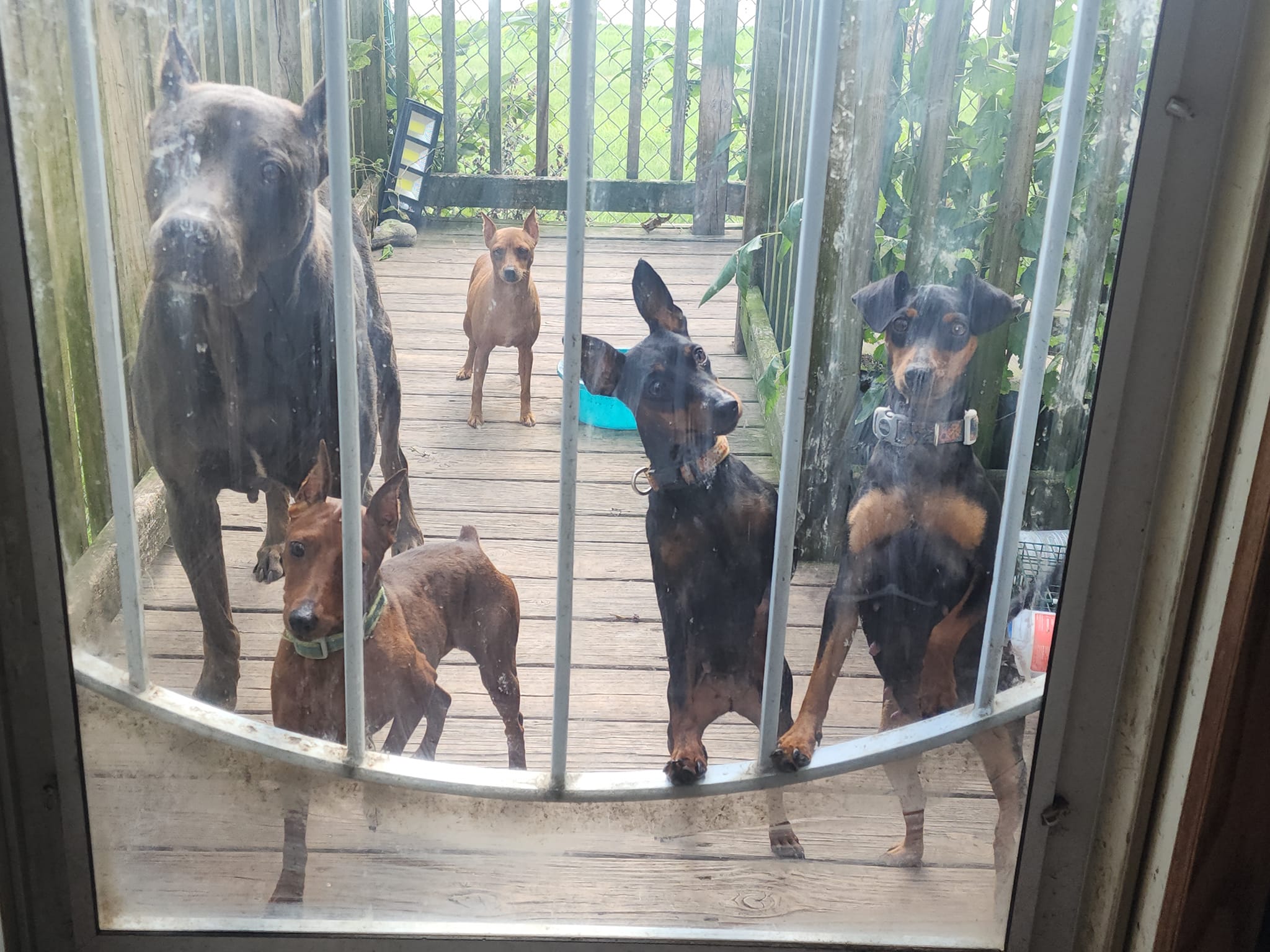 Dog Training & Boarding Momence IL