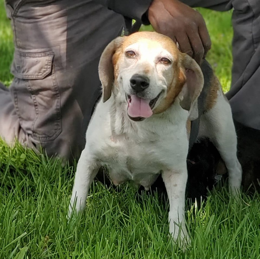 Professional Dog Trainers in IL